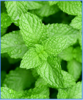 Fresh peppermint leaves